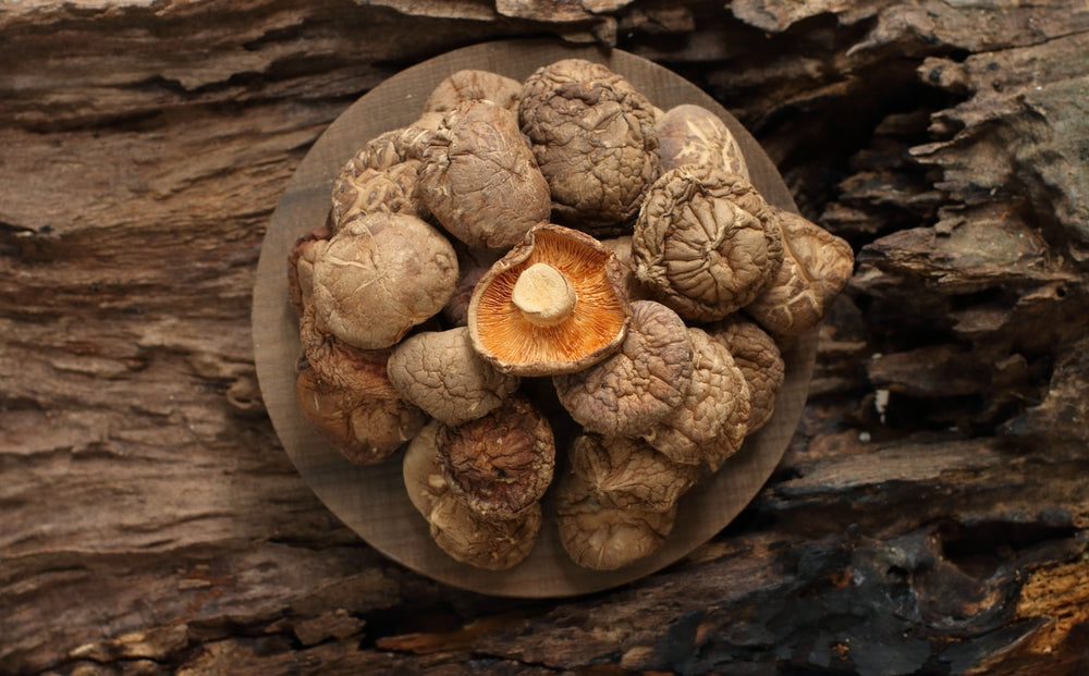Shiitake